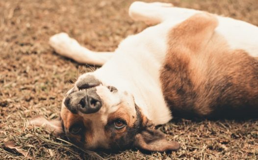 可爱狗狗躺地上图片