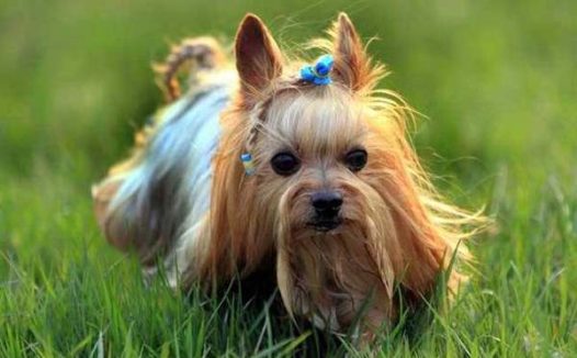 怎么训练约克夏大小便