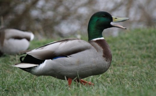 绿头鸭摄影图片