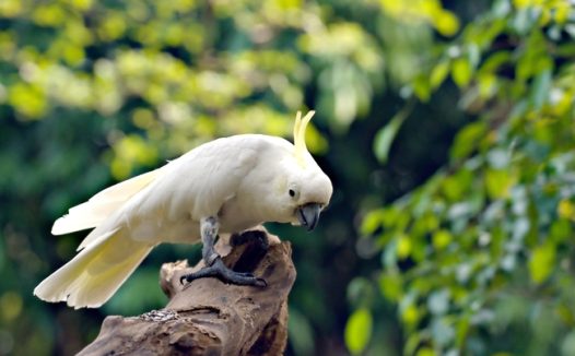 黄凤头鹦鹉图片
