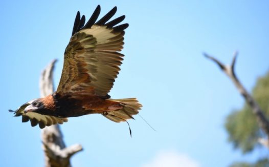 老鹰展翅高飞图片