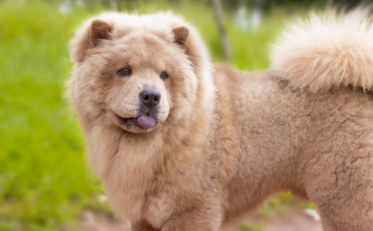 成年松狮犬图片