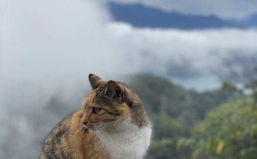 孤傲小肥猫图片