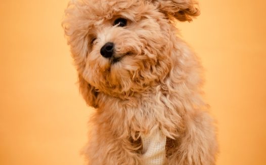 可爱超萌宠物狗狗图片