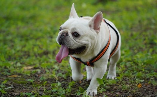 高清可爱法国斗牛犬图片