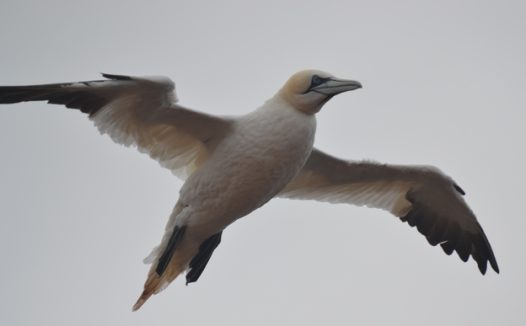 野生北方塘鹅图片