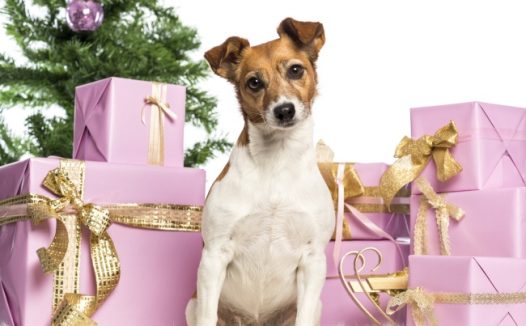 圣诞狗狗与圣诞礼物图片