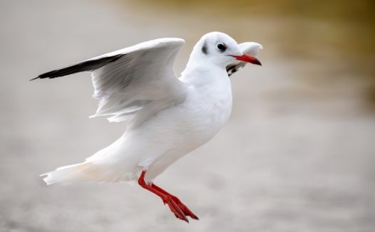 飞行的白色红嘴海鸥摄影图片