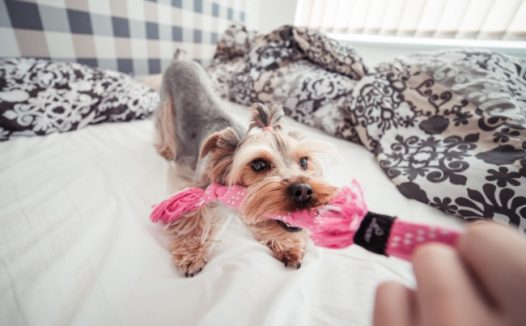 调皮雪纳瑞狗狗图片