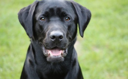 黑色拉布拉多狗图片