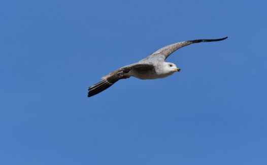 展翅高飞海鸥摄影图片