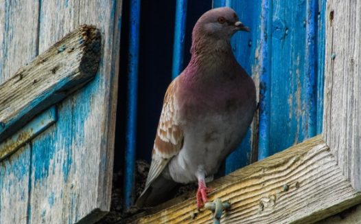 窗口的信鸽图片