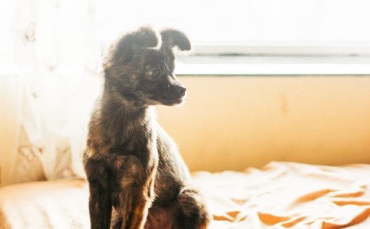 可爱黑色狗狗图片