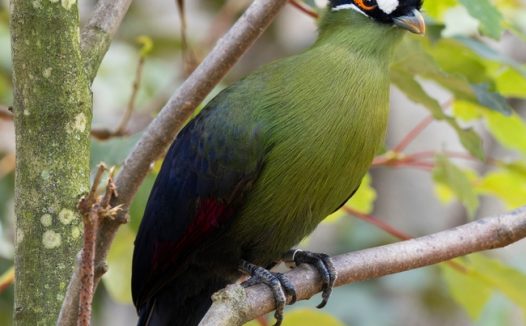 站在枝头的野生飞禽摄影图片