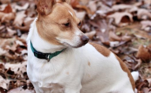 蹲坐在地上的梗犬摄影图片