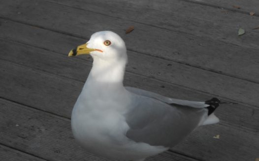 抬头仰望的鸽子图片