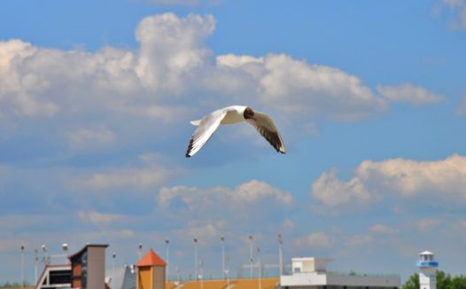 展翅飞翔的海鸥图片