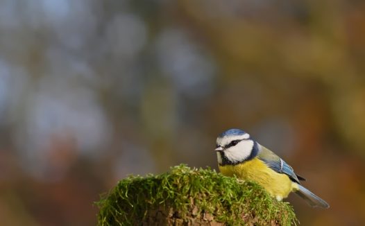 站在青苔上的黄腹山雀图片
