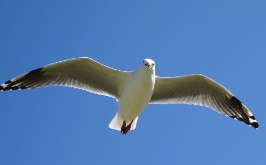 蓝天下高飞海鸥图片