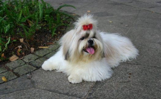 白色宠物小狗图片