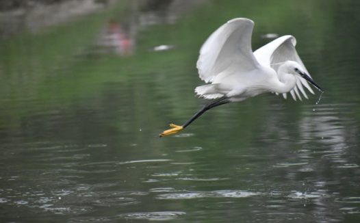 飞翔的白鹤图片