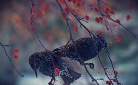 户外两只小鸟图片