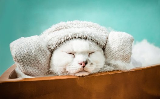 可爱白色宠物猫写真图片