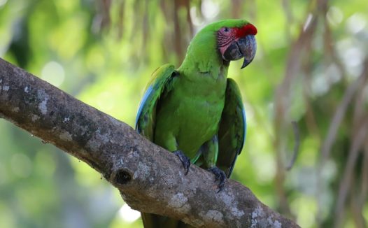 坐在枝干上的绿色鹦鹉摄影图片