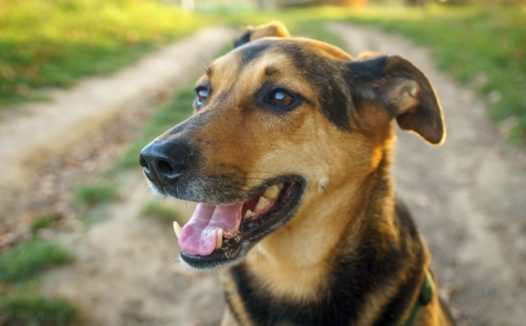 杂交牧羊犬图片