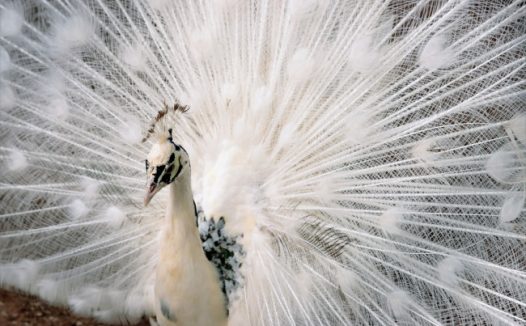 开屏的白色孔雀图片