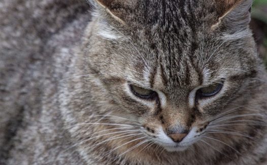 呆萌灰色猫咪图片
