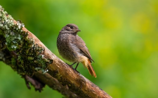 站在树干上的红尾雀鸟图片