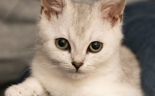 超萌宠物小猫咪图片