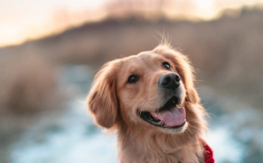 乖巧纯种大金毛犬图片