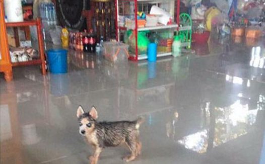 小哈士奇听到要洗澡，生气得站在原地不动了，眼神也太犀利了吧！