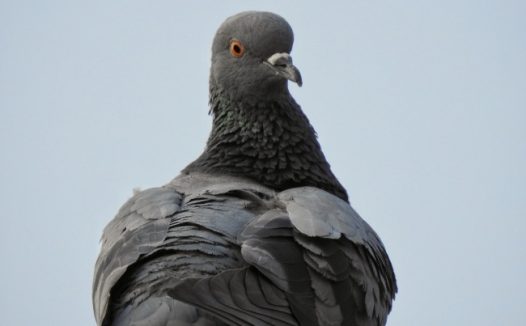 一只灰色鸽子图片