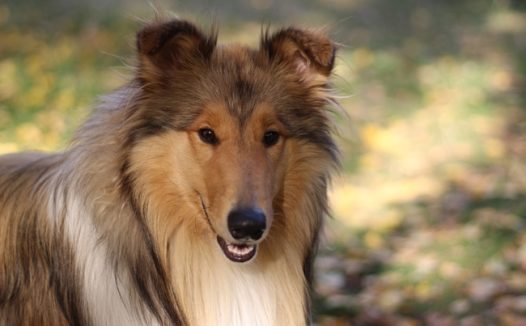 粗毛苏格兰牧羊犬图片