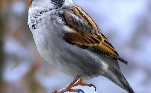 冬季白雪上站立的麻雀图片