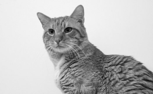 宠物猫黑白摄影图片