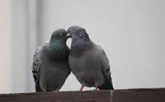 相亲相爱灰鸽子图片