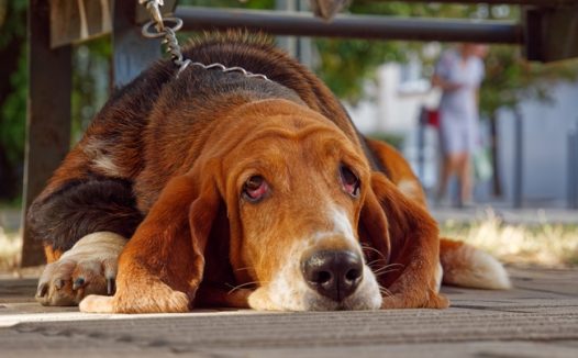 趴在地上的巴吉度猎犬图片