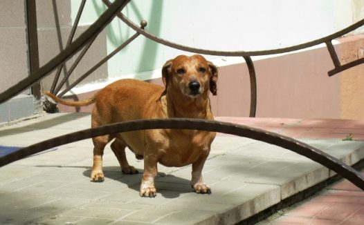 腊肠狗棕色图片