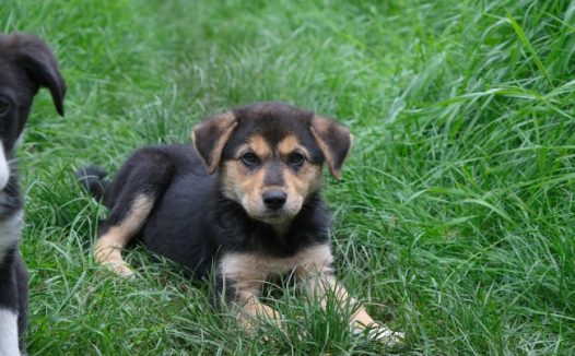 草地上小宠物犬图片