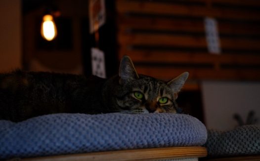 中国狸花猫壁纸图片