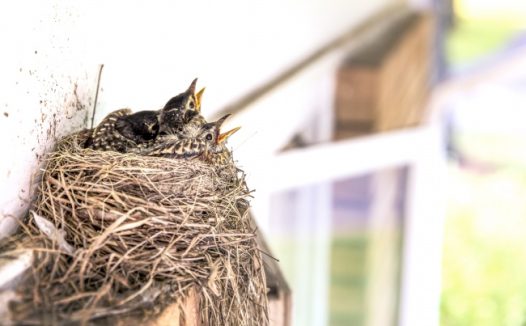 屋檐下燕巢图片