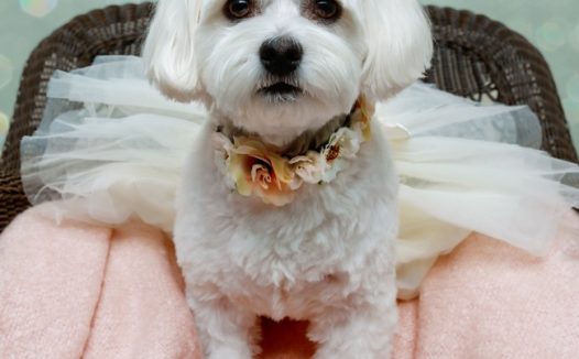 可爱软萌白色狗狗图片