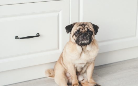 可爱的哈巴狗坐在图片