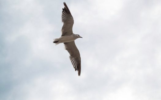 高空自由翱翔的海鸥图片