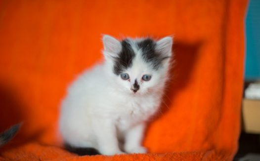 白色可爱宠物猫图片