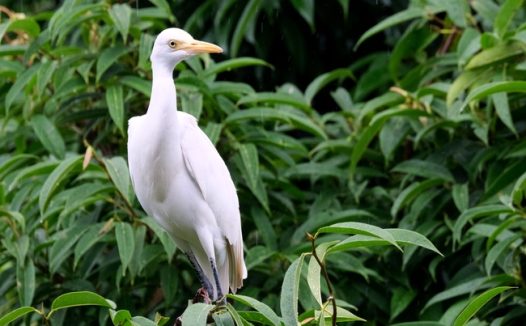 东部牛背鹭摄影图片